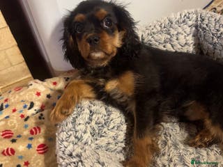 Cavalier King Charles Spaniel dogs KC REG Health tested one boy available now. - Advert 5