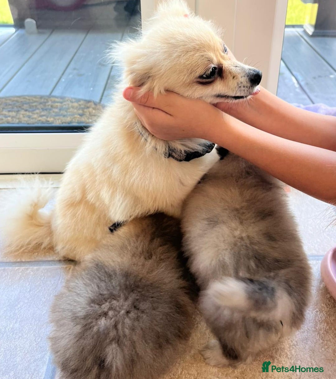 Pomeranian dogs for sale: Outstanding Tiny Pomeranian Puppies - Image 12
