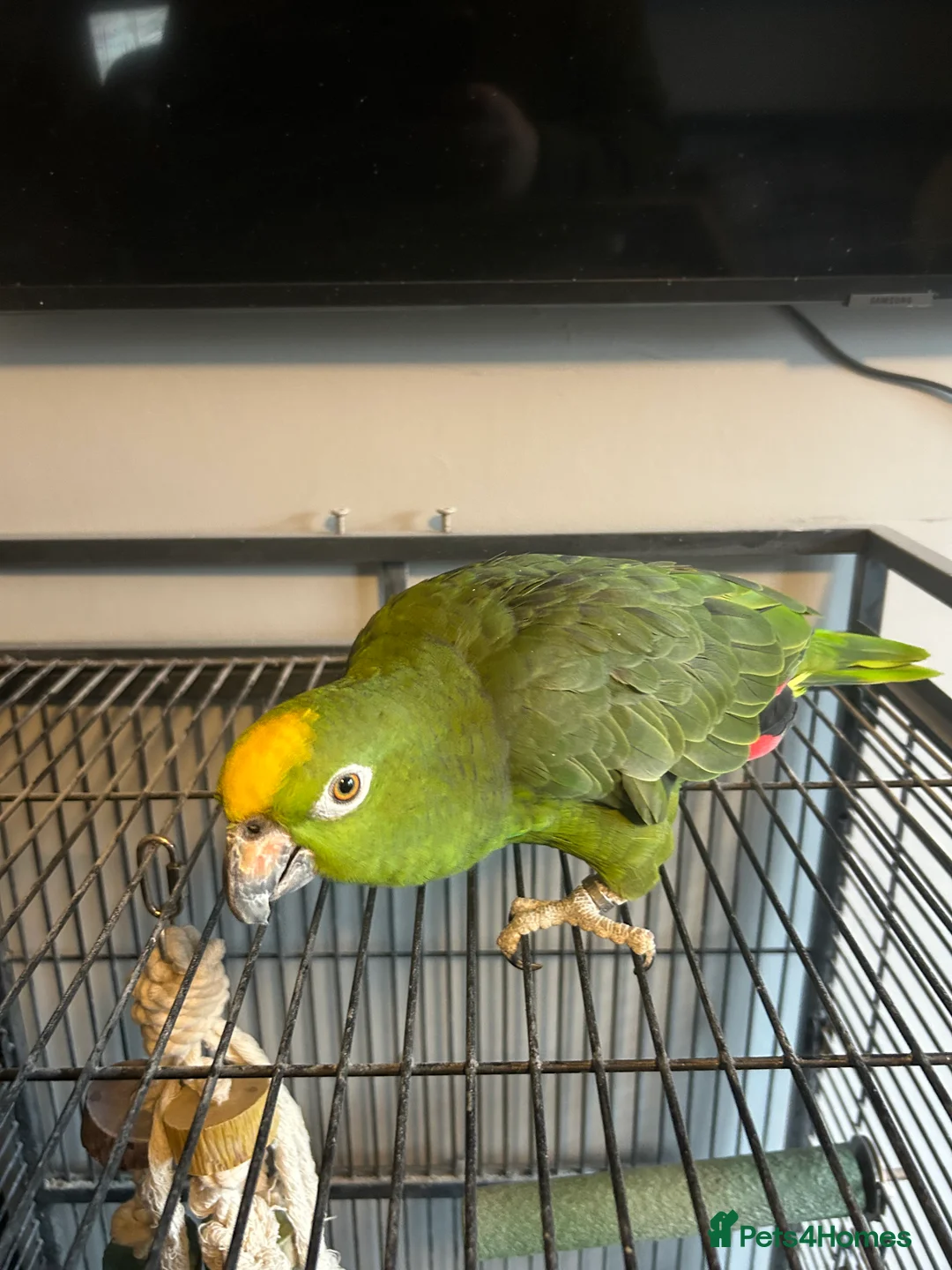 Parrots birds for sale: Reluctant sale of Amazon Parrot in Manchester - Advert 4