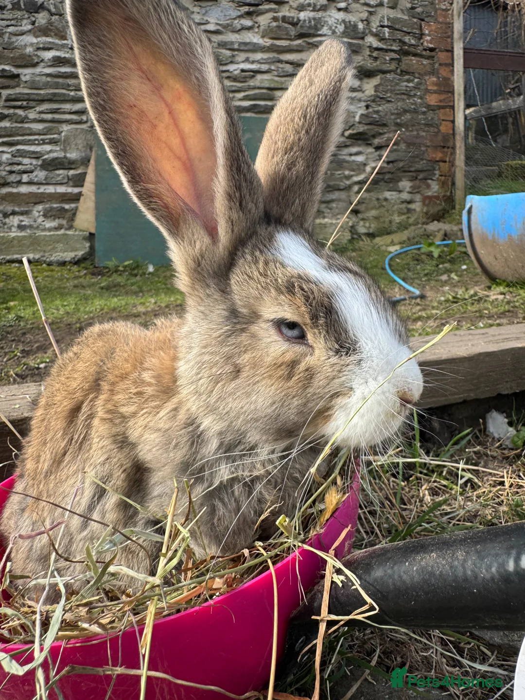 Continental Giant rabbits for sale: Continental giants kits  in Newport - Advert 31
