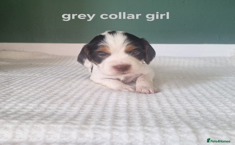 Cocker Spaniel dogs - Advert 5