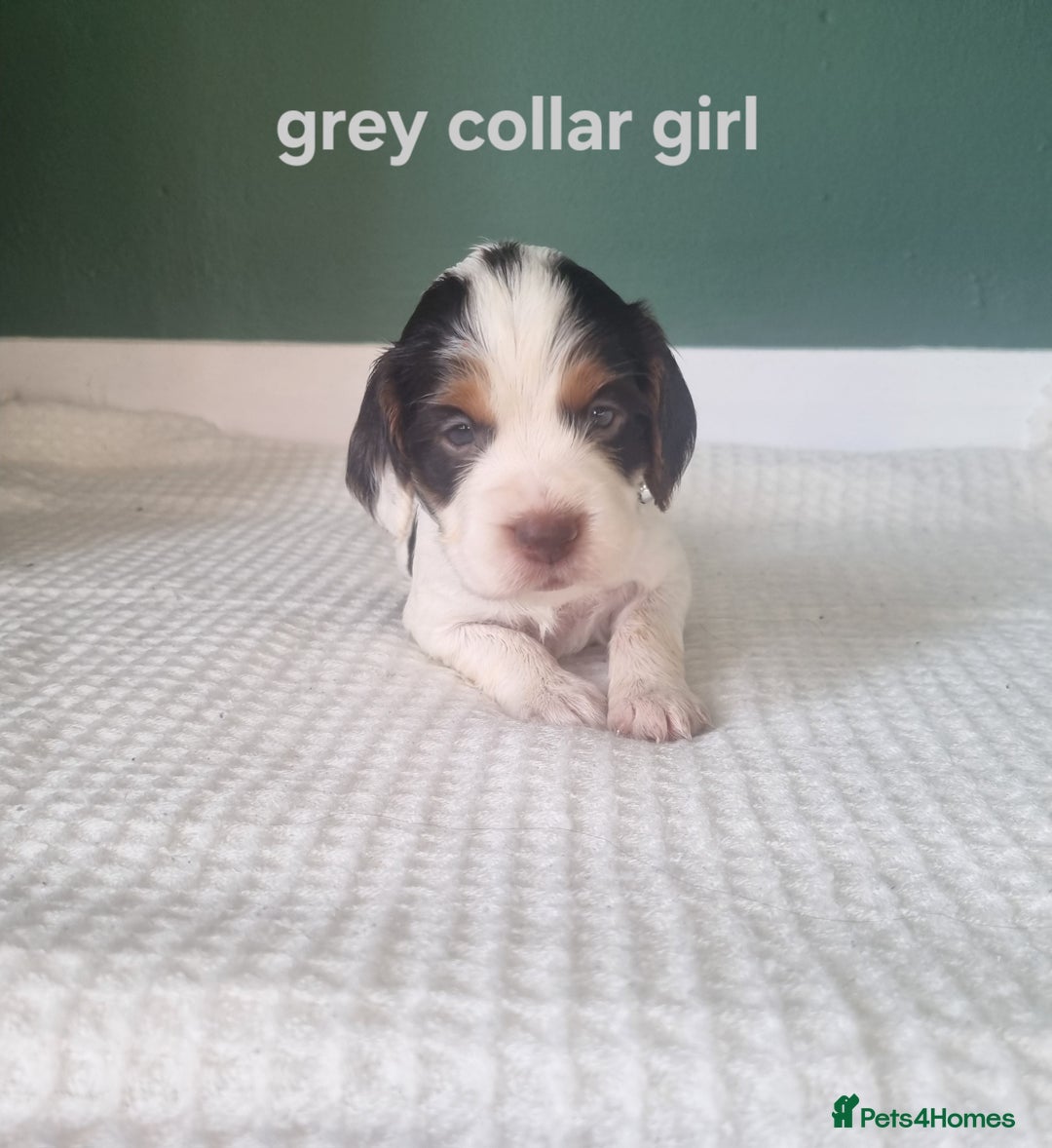 Cocker Spaniel dogs for sale: Beautiful cocker spaniel puppies - Image 1