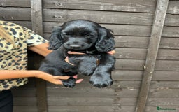 Cocker Spaniel dogs for sale: Cocker spaniel female puppies  - Image 29