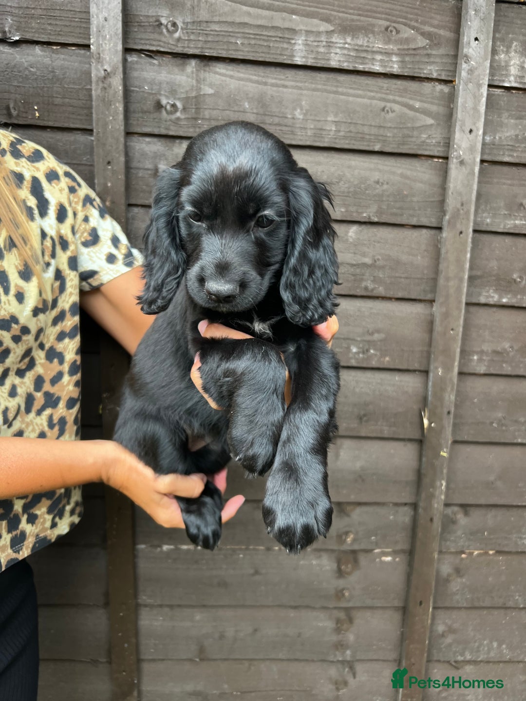 Cocker Spaniel dogs for sale: Cocker spaniel female puppies  - Image 29