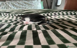 Mixed Breed cats for sale: Mixed Russian blue  - Image 2