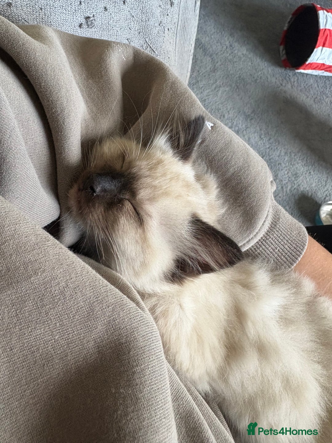 Ragdoll cats for sale: Sealpoint ragdoll  - Advert 4