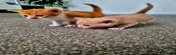 Mixed Breed cats for sale: Beautiful Playful Ginger & Tri-Colour Kittens 🐾 - Advert 11