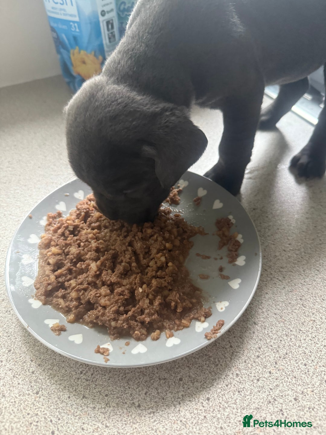 Cane Corso dogs for sale: Beautiful Cane Corso puppies for sale  - Image 17