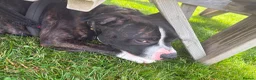 Mixed Breed dogs for adoption: TULLY❤️🐾🥰 in Hengoed - Advert 5