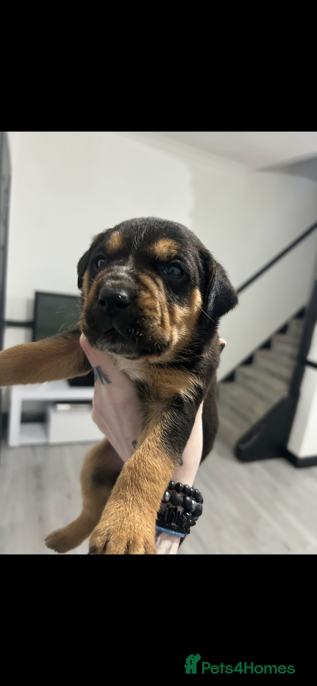 Mixed Breed dogs for sale: A beautiful litter of Rottweiler/staff/mastiffs - Advert 26