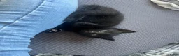 Mixed Breed cats for sale: Kittens for sale  in Boston - Advert 2