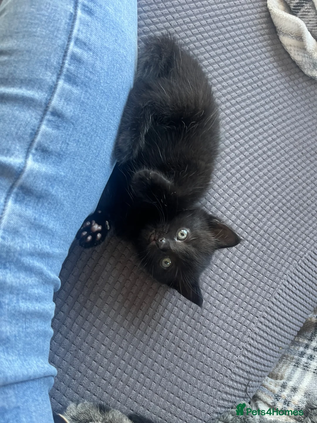 Mixed Breed cats for sale: Kittens for sale  in Boston - Advert 2