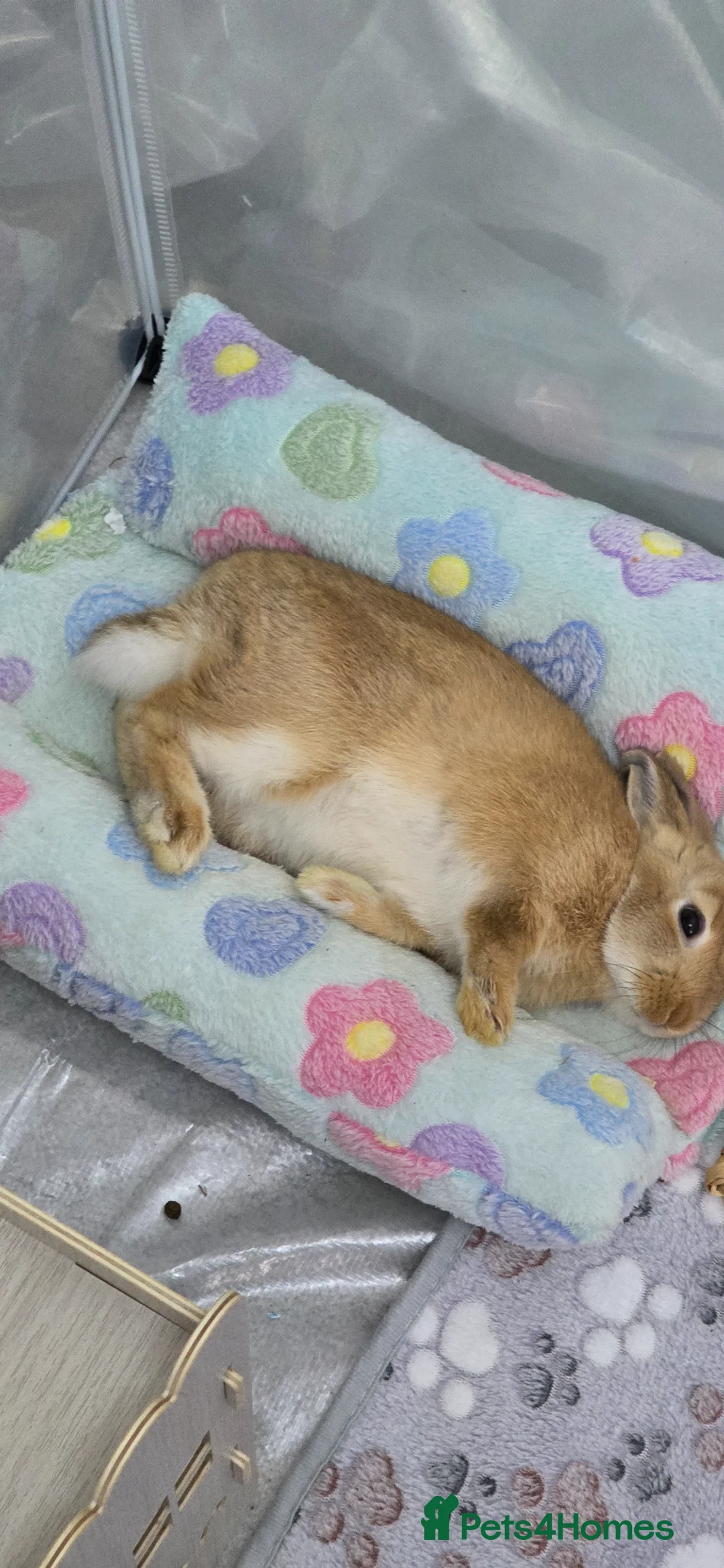 Netherland Dwarf rabbits for sale: Female Netherland dwarf for sale - Advert 3