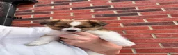 Mixed Breed dogs for sale: Chihuahua x papillon  - Advert 4