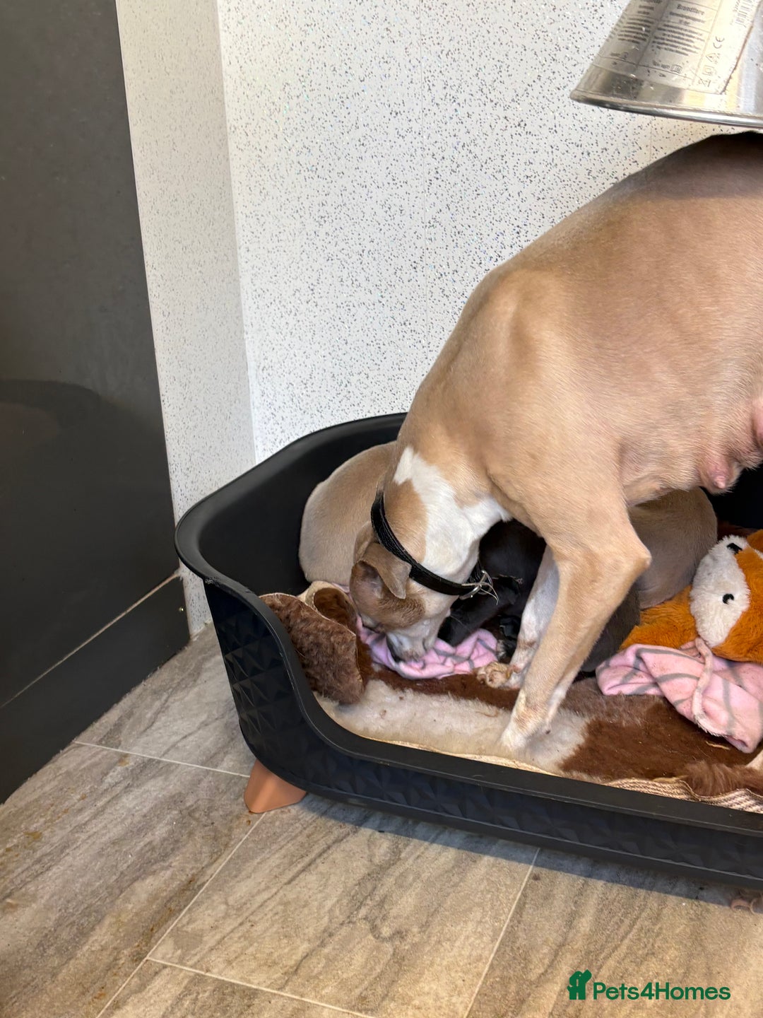 Whippet dogs for sale: 5 beautiful kc registered whippit puppies  - Advert 2