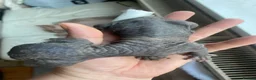 Sphynx cats for sale: Sphinx babies - Advert 5