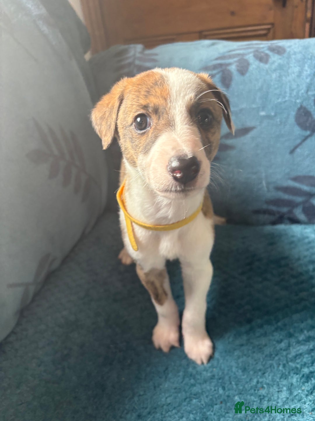 Whippet dogs for sale: 8 WHIPPET PUPPIES   - Image 31