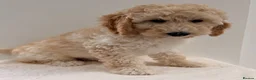 Goldendoodle dogs for sale: Fabulous Australian Doubledoodle Puppies  - Advert 14
