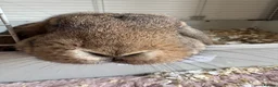 Mixed Breed rabbits for sale: Two female bunnies looking for a new home in Fareham - Advert 7
