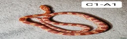 Corn Snake reptiles for sale: Babies Corn snakes - Advert 4