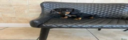 Dachshund dogs for sale: Dachshund puppies  - Advert 4