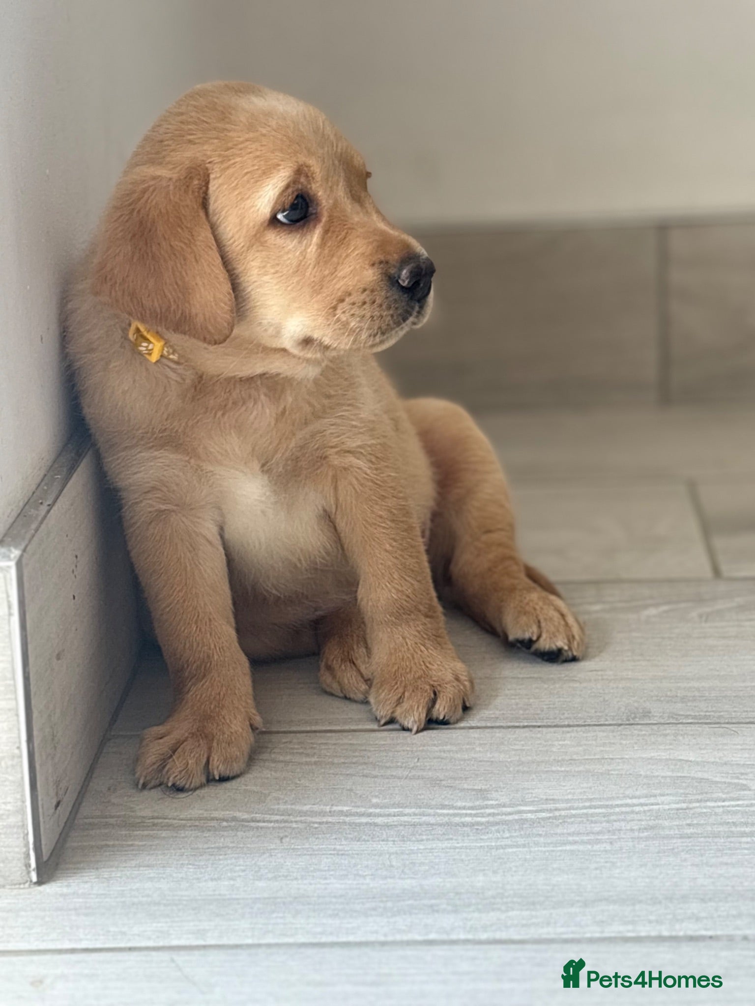 Labrador Retriever dogs Beautiful chunky KC reg Lab bitch 1 remaining 💛  - Advert 10