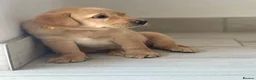Labrador Retriever dogs for sale: Beautiful chunky KC reg Lab bitch 1 remaining 💛  - Advert 1