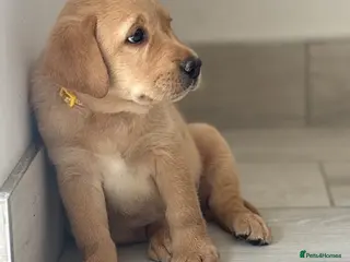 Labrador Retriever dogs Beautiful chunky KC reg Lab bitch 1 remaining 💛 - Advert 10