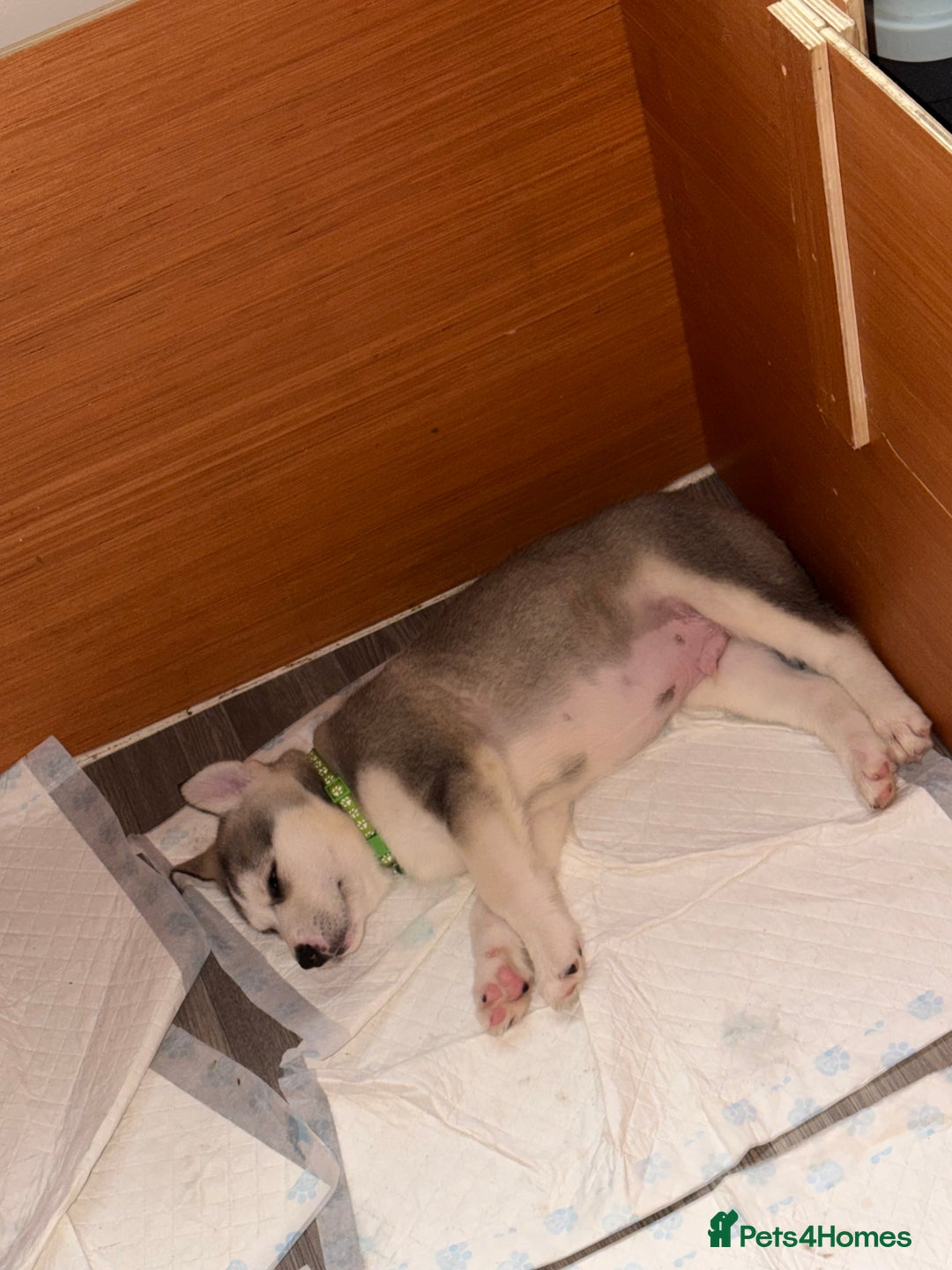 Siberian Husky dogs for sale: Husky Puppies – Ready 22/12/25 🐾  - Advert 22