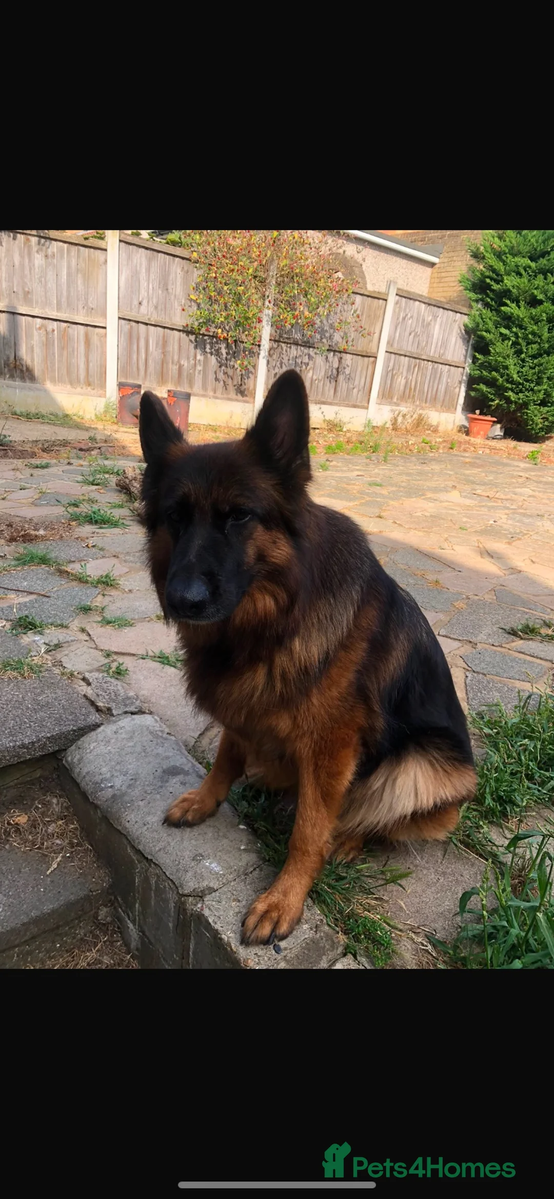 German Shepherd dogs for sale: Storm  in Loughton - Advert 1