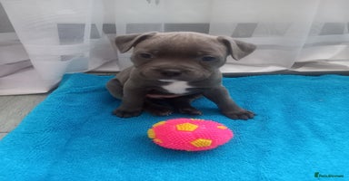 Staffordshire Bull Terrier dogs in Coventry - Advert 4