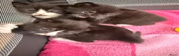 Mixed Breed cats for sale: 3 kittens looking for loving home  - Advert 1