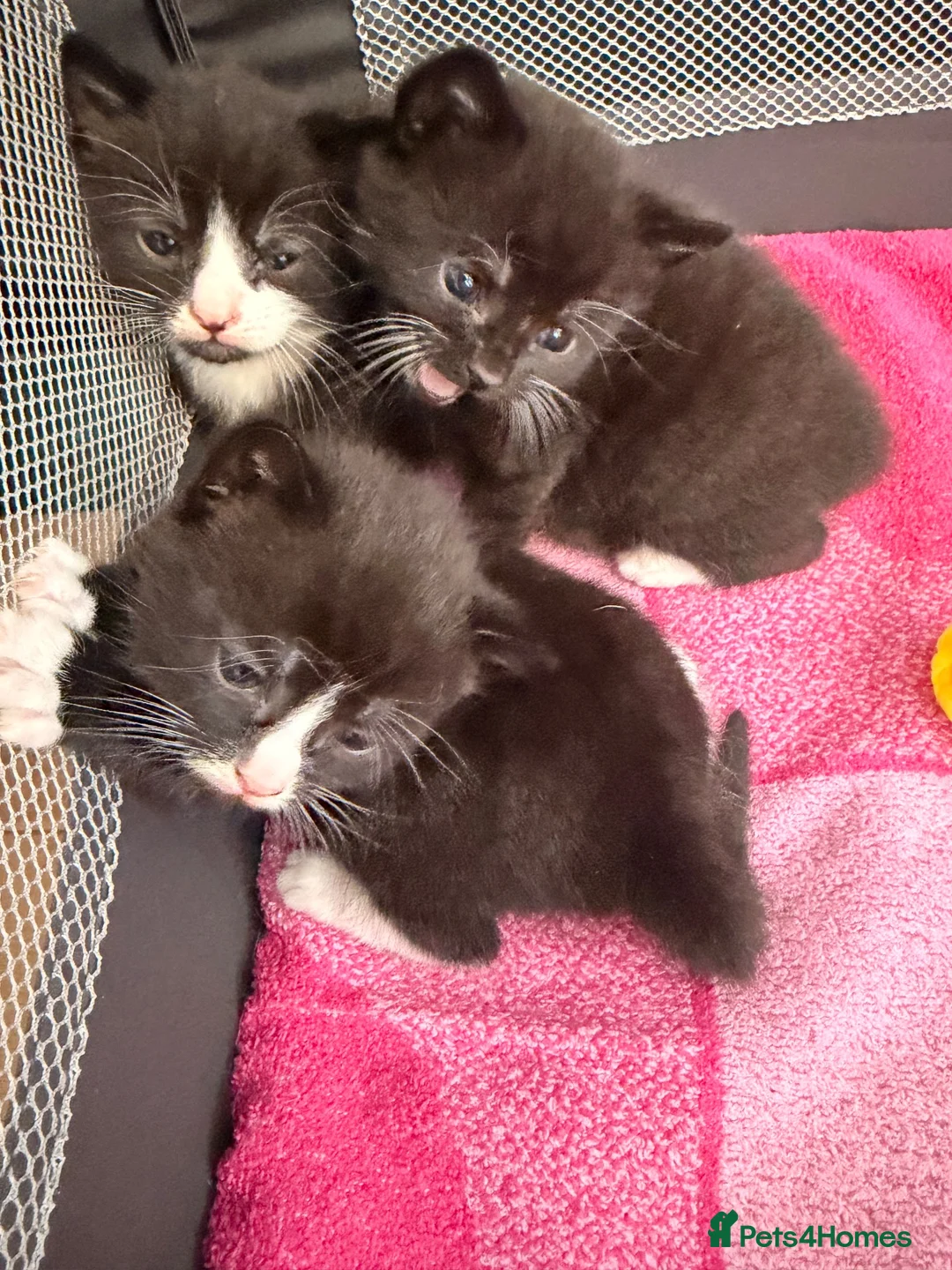 Mixed Breed cats for sale: 3 kittens looking for loving home  - Advert 1