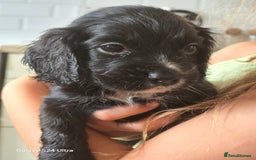 Cocker Spaniel dogs for sale: Cocker spaniel puppies 🐶  - Image 6