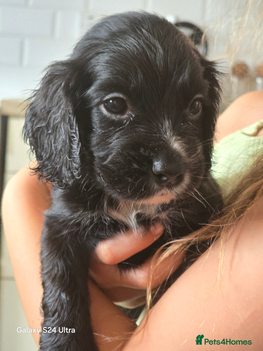 Cocker Spaniel dogs for sale: Cocker spaniel puppies 🐶  - Image 6