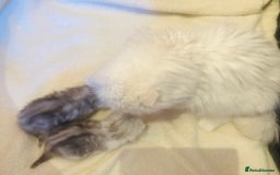 Persian cats for sale:  Persian cross now reserved.  - Image 11