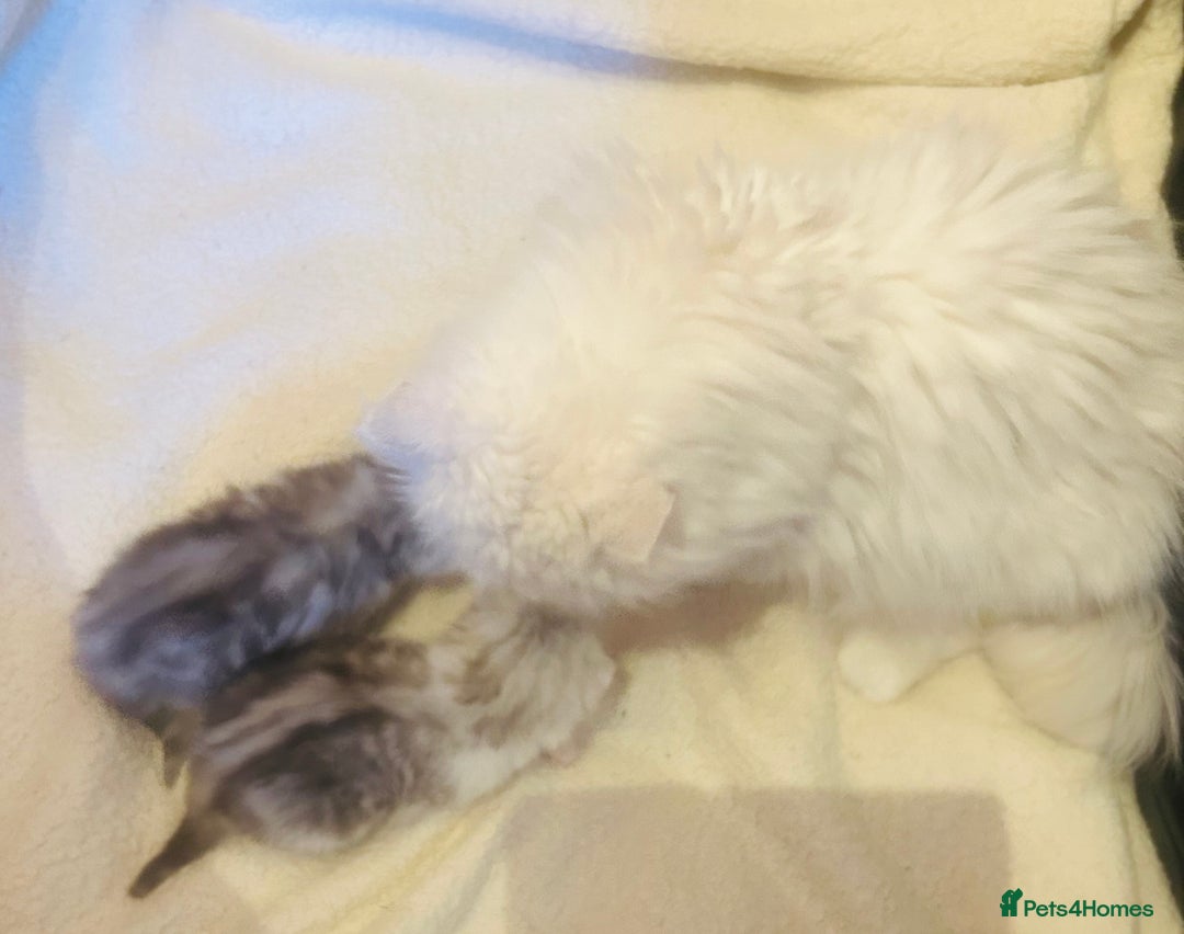 Persian cats for sale:  Persian cross now reserved.  - Image 11