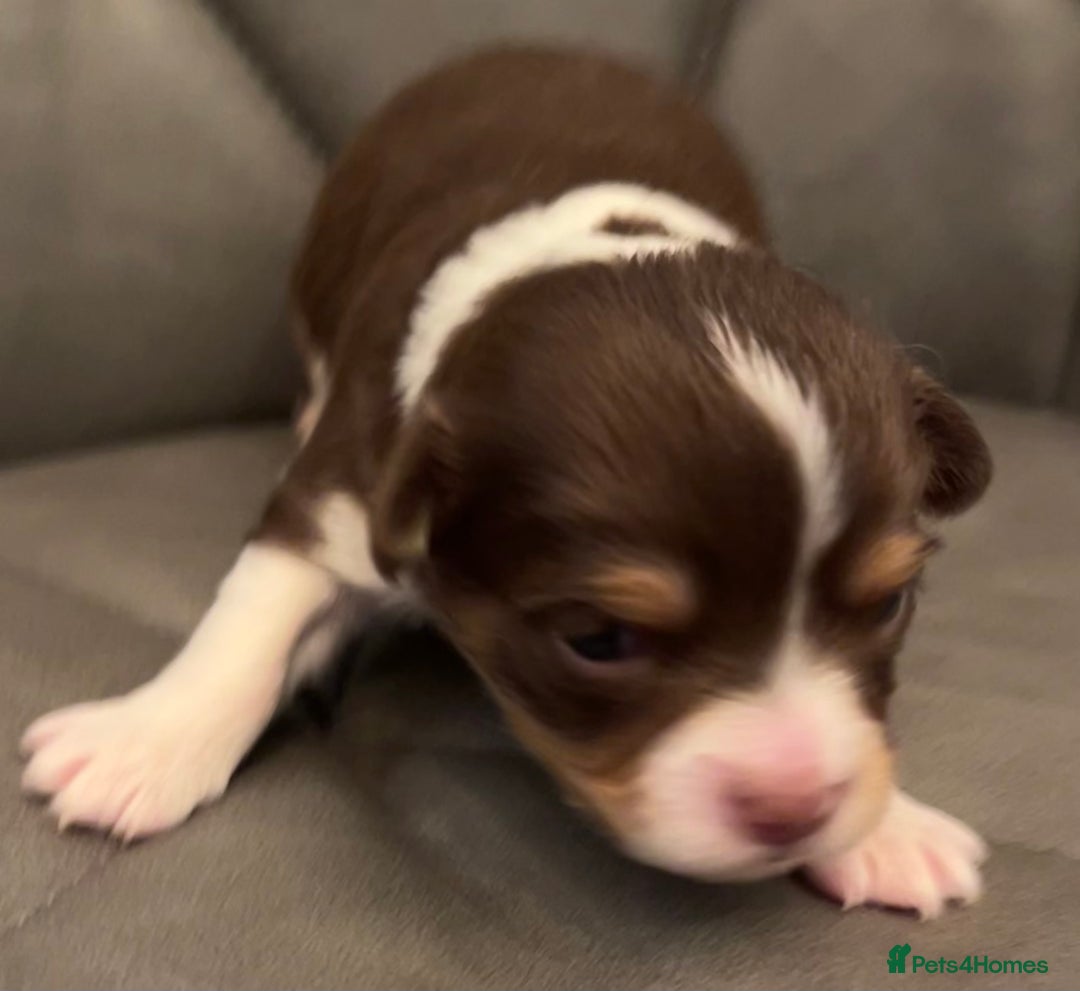 Chihuahua dogs for sale: chihuahua boy puppies  - Advert 9