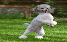 Miniature Poodle dogs for sale: SMALL SIZE MINIATURE PUPPIES RARE COLOUR DNA TEST - Image 25