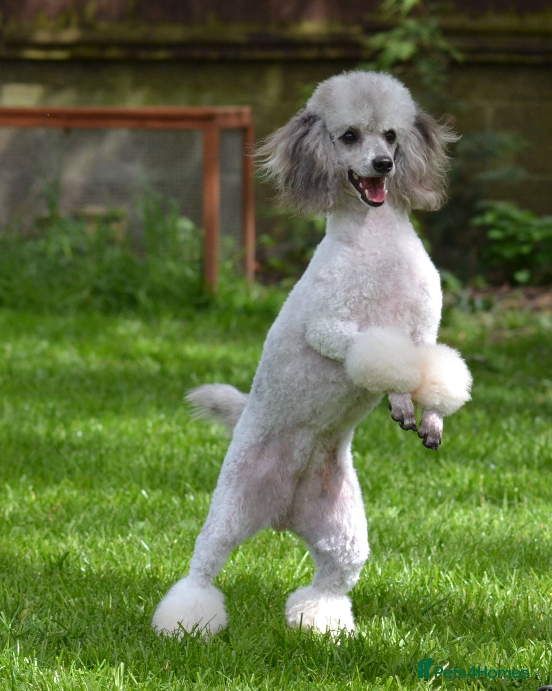 Miniature Poodle dogs for sale: SMALL SIZE MINIATURE PUPPIES RARE COLOUR DNA TEST - Image 25