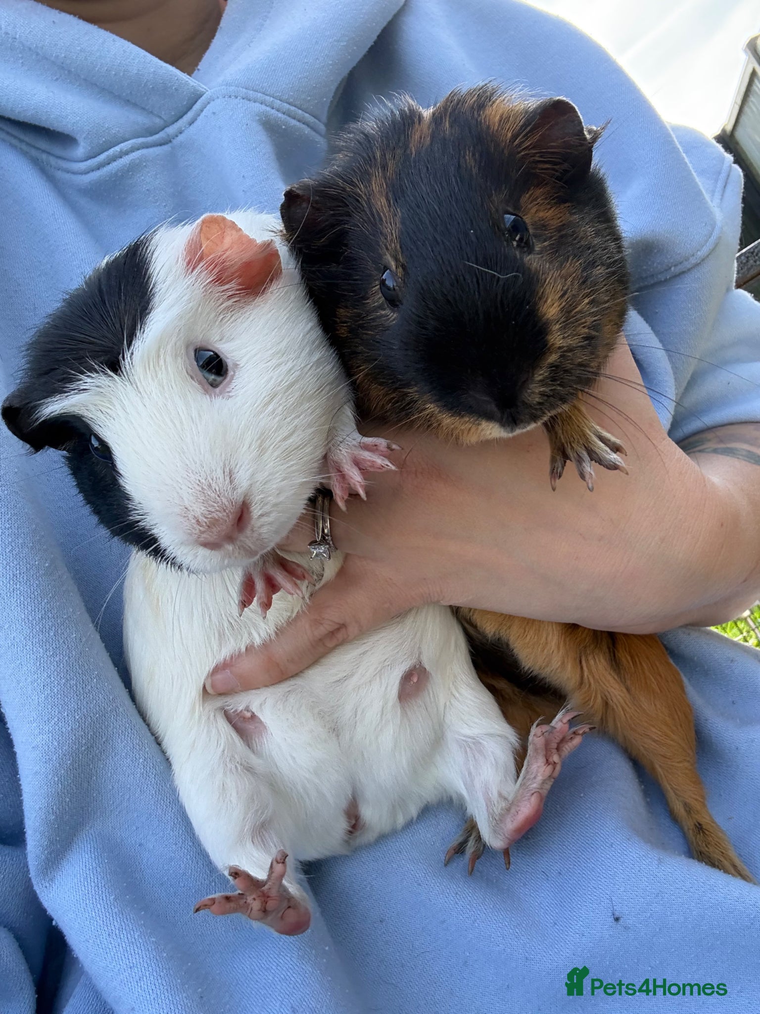 Guinea Pig rodents 2 Female Guinea Pig - Advert 1