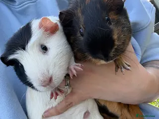 Guinea Pig rodents 2 Female Guinea Pig - Advert 1