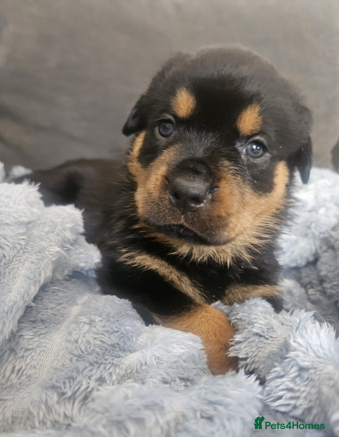 Rottweiler dogs for sale: Beautiful rottweiler puppies - Image 14