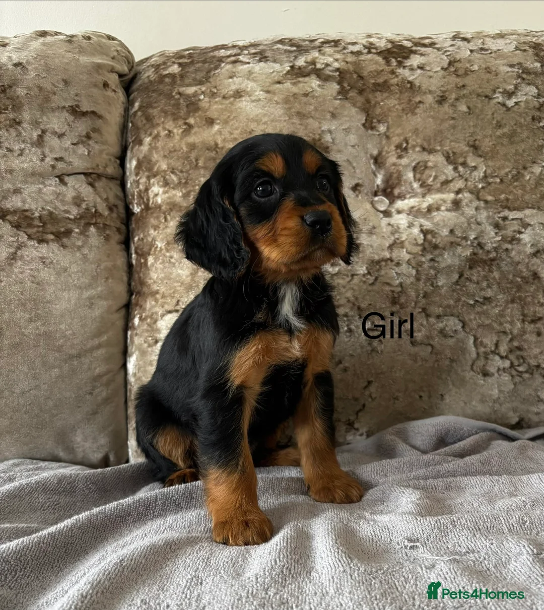 Cockalier dogs for sale: Cockalier puppies - Advert 1