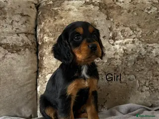 Cockalier dogs Cockalier puppies - Advert 2