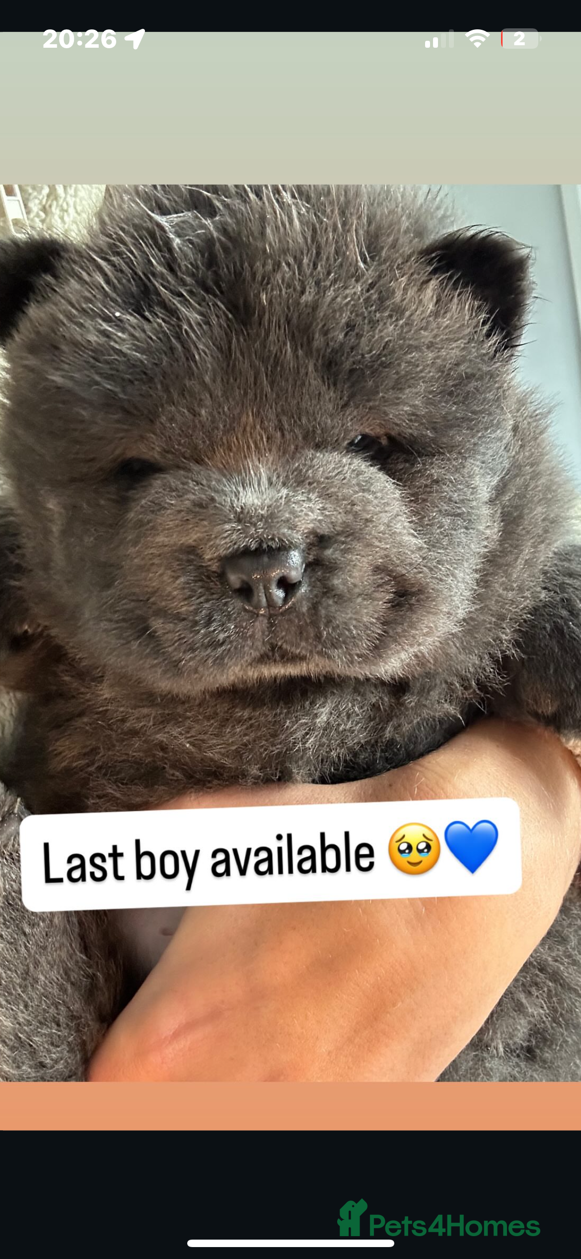 Chow Chow dogs Chow Chow puppy (top blood lines) - Advert 5