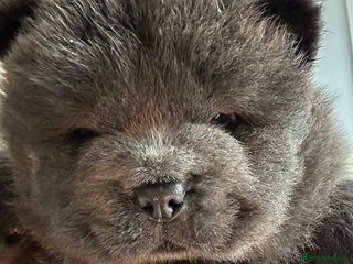 Chow Chow dogs Chow Chow puppy (top blood lines) - Advert 5