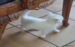 British Shorthair cats for sale: White kittens for sale  - Image 4