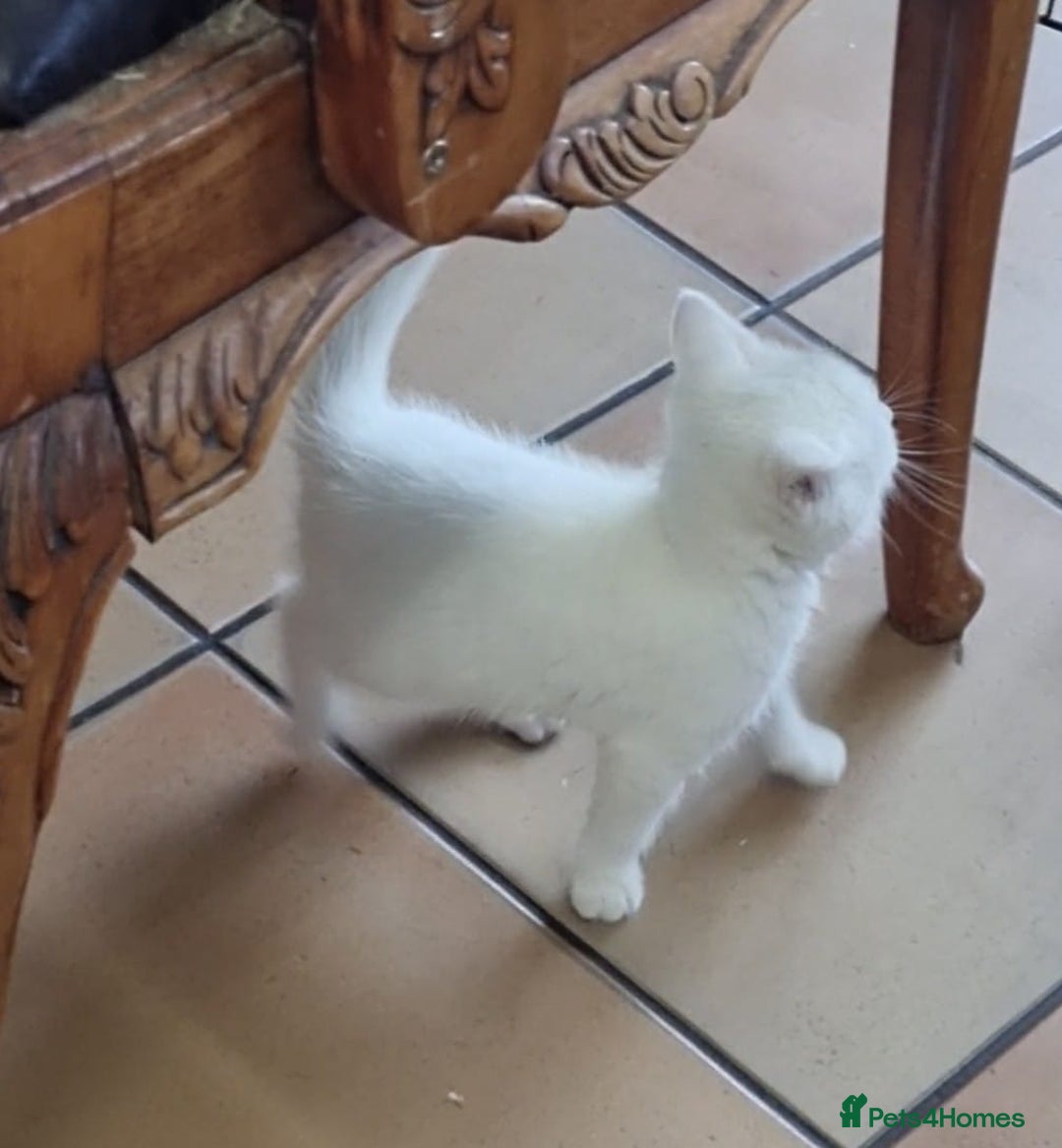 British Shorthair cats for sale: White kittens for sale  - Image 4