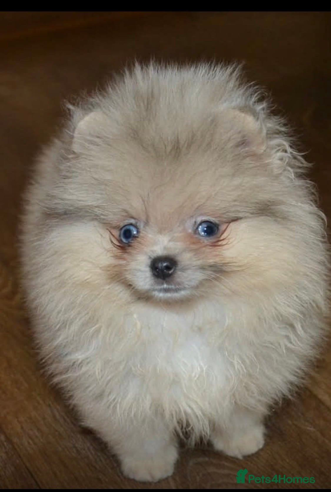 Pomeranian dogs Reduced Stunning Merle Blue Eyes Pomeranian  - Advert 1